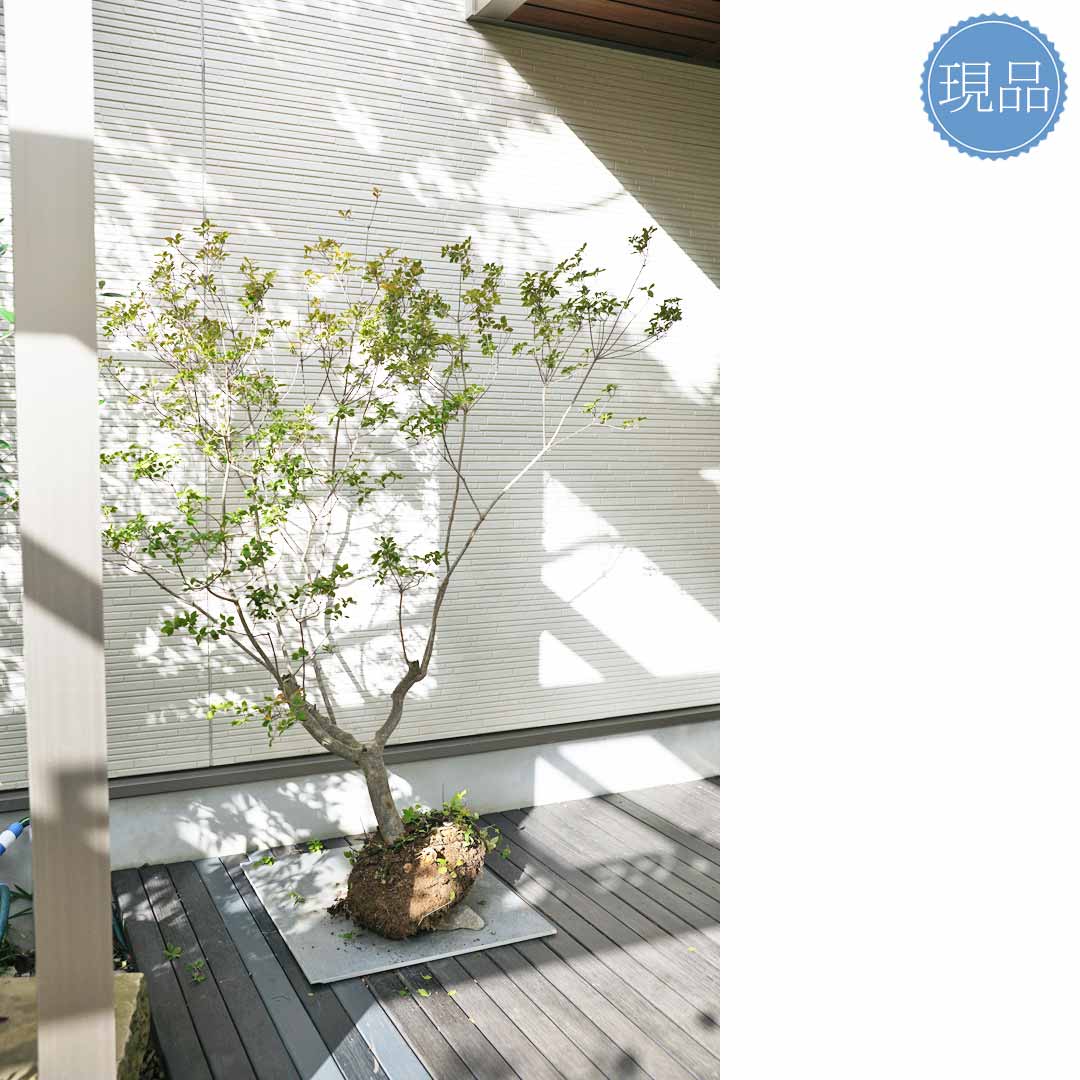 ドウダンツツジ 樹高H1.6m ドウダンツツジ 樹高H1.6m