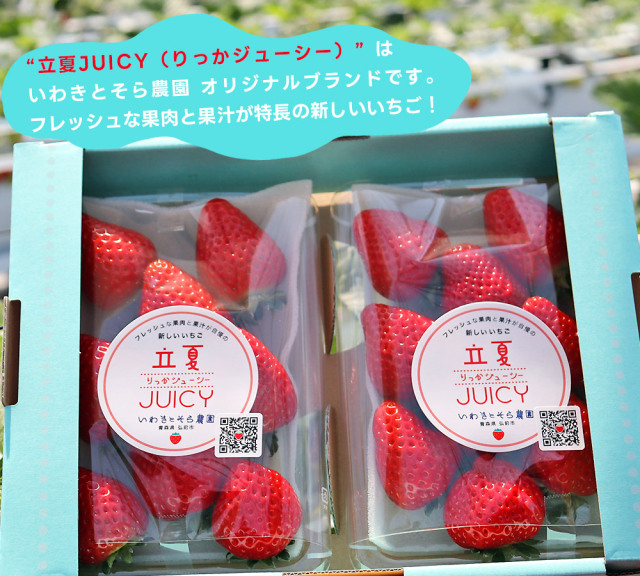 朝採り 完熟 いちご 【青森県産いちご 立夏JUICY 240g以上×2パック