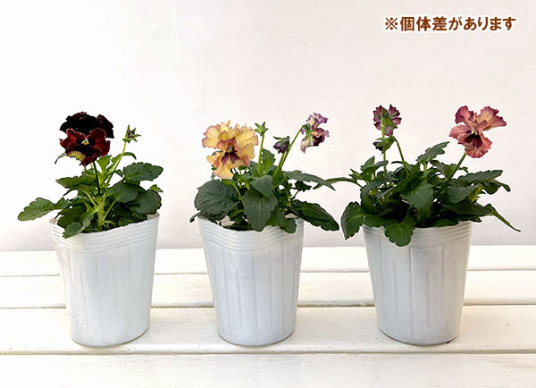 園芸ネット本店｜パンジー：フェデネージュ モネ 積みわら3-3.5号