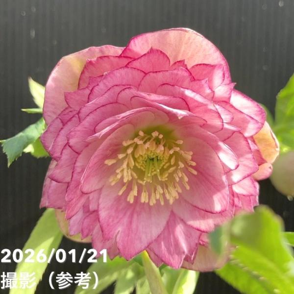 お買い得一点物咲き進み株】加藤農園 クリスマスローズ ピンク