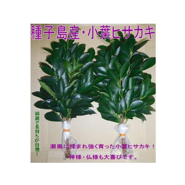 ヒサカキ種子島産小葉ひさかき 規格30cm・1対（2束）送料無料