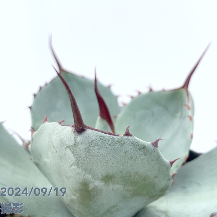 アガベ 3.5号 パリー トランカータ parryi truncata｜観葉01-D1 | 観葉