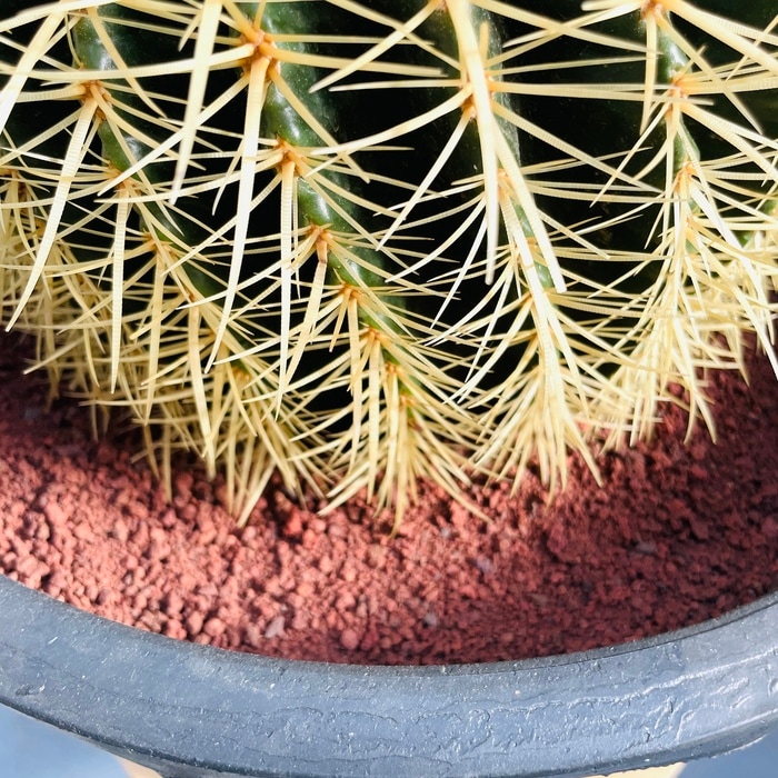 サボテンの王様 金鯱 12号鉢 大型 特大 観葉植物 多肉植物 金シャチ