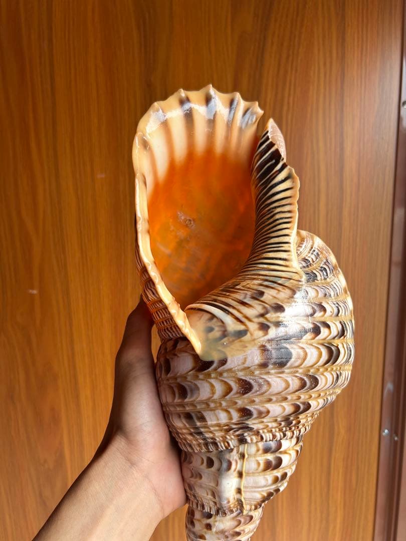 法螺貝　39.2cm 蓋付