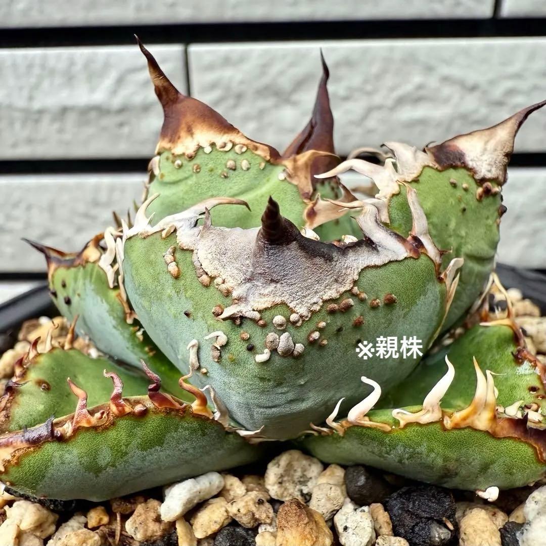 アガベ チタノタ　MS-WV ① 【限定値下げ】 MS-WV #WV #毒刺 #アガベ #チタノタ #アガベチタノタ #龍舌蘭 #アガベ